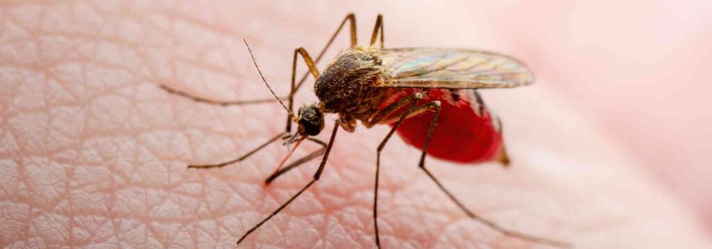 dengue fever shot uk