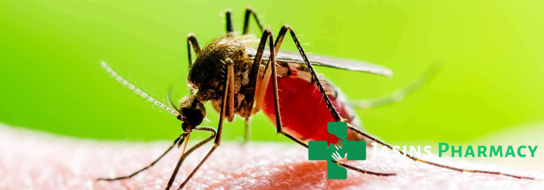 mosquito on green background