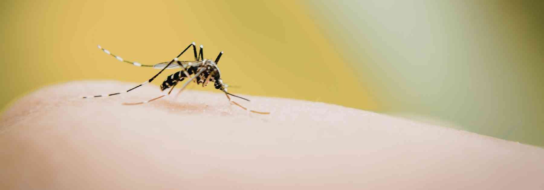 mosquito on person's finger