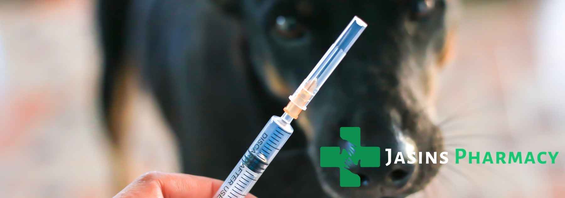 person holding vaccine in front of dog